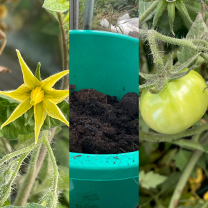 (tomatoes and raised bed)